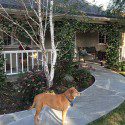 medium brown dog in front of house