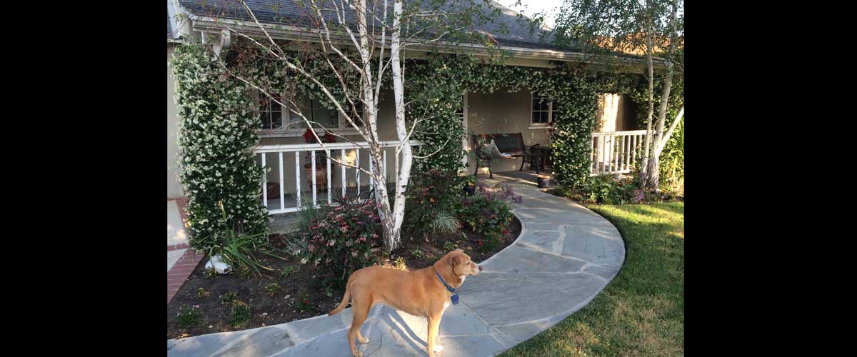 medium brown dog in front of house