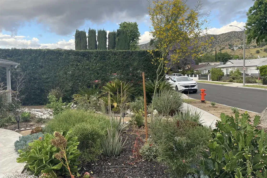 2026 Native Garden 4 years later 2