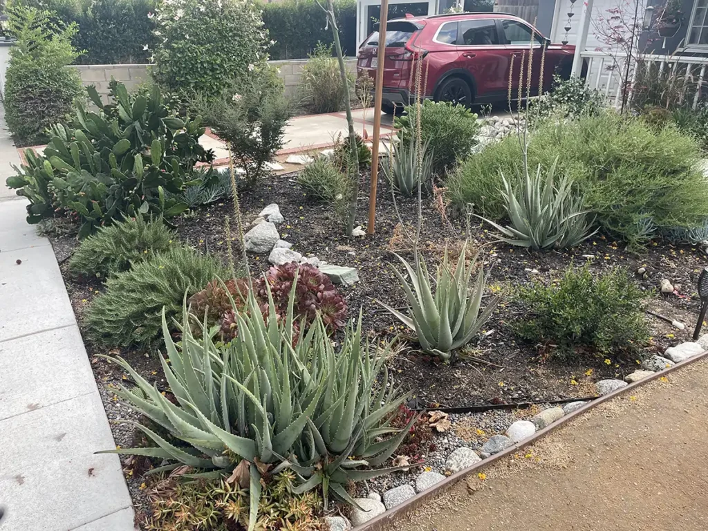 2026 Native Garden 4 years later 3